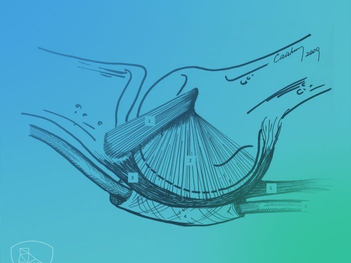 ¿Qué es la placa plantar? Anatomía y patogenia.