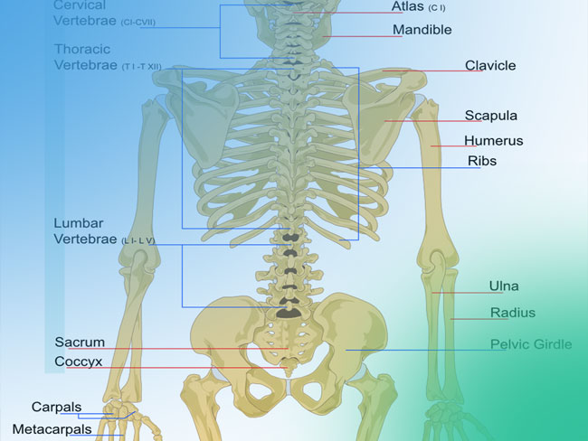 Osteotomía periacetabular de Ganz como tratamiento de la displasia de cadera del adulto. Paso a paso del abordaje mínimamente invasivo.