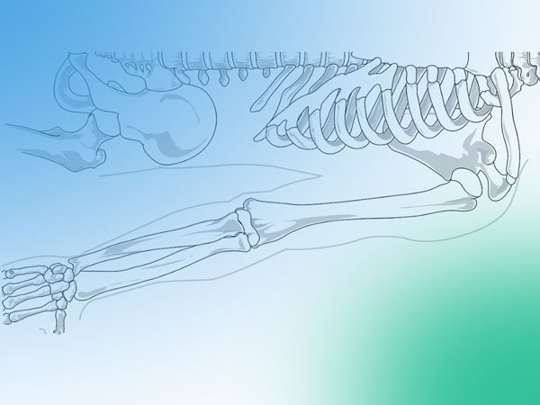 Injerto vascularizado del radio distal en la reconstrucción del antebrazo